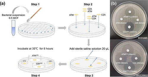 Figure 1 (a) Workflow of the disk stacking plus micro-elution method, (b) Images of one representative isolate (upper) and the standard strain E. coli strain ATCC25922 (lower).