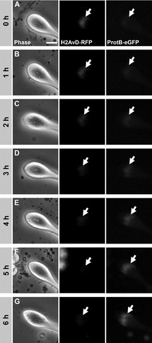 FIGURE 2  Time frame of the histone to protamine switch in nuclei of cultured spermatid cysts. Time-lapse series of phase contrast and fluorescence microscopic images of the tip of a spermatid cyst cultured in vitro. Spermatid cysts were isolated from testes of transgenic flies containing H2AvD-RFP and ProtamineB-eGFP fusion genes. At the start of the series, spermatid nuclei (arrows) show a clear H2AvD-RFP signal, whereas no ProtamineB-eGFP expression is detected (A). After 5 to 6 h of incubation (25°C), the histone signal has disappeared and the ProtamineB-eGFP signal is at a higher intensity (F–G). During the switch process, at 2 to 3 h, a short overlap of histone and protamine expression occurs, albeit with low fluorescence intensity of both marker proteins (C–D). Scale bar: 15 μm.