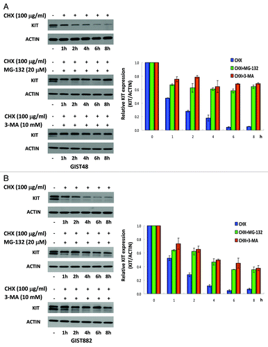 Figure 5. KIT protein turnover in GIST48 and GIST882 cells. GIST48 (A) and GIST882 (B) cells were incubated with 100 μg/mL CHX alone or in combination with 20 μM MG-132 or 10 mM 3-MA for the indicated times. Cells were lysed and analyzed by immunoblotting against KIT. KIT expression was normalized to ACTIN and compared with untreated controls. The data are expressed as the mean ± SE of two or more independent experiments.