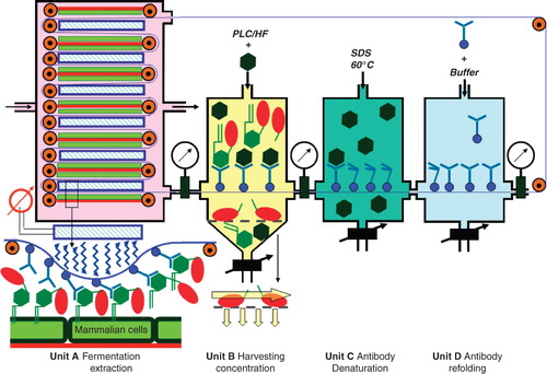 Figure 3. Automated pilot device for the ‘electromagnetic extraction’. [Unit A] For fermentation and extraction, mammalian cells (green) adherent to parallel staples of plastic culture plates (red) in a tank filled with culture medium (pink) are positioned with their surfaces in immediate neighbourhood to a flexible metallic band (blue), which is continuously moved along each plate driven by a motor. Electromagnetic coils (hatched) are placed between the adjacent anti-parallel moving segments of the metallic band. Monoclonal antibodies directed against the core glycan of the GPI anchor and coupled to magnetic beads (blue circles) become bound to the metallic band denaturation. [Unit B] For harvesting the GPI-anchored proteins are displaced from the antibodies by the addition of excess of competing carbohydrates (black hexagons), which mimick the core glycan, and are then released from the GPI anchor by either enzymatic or chemical cleavage with phosphatidylinositol-specific phospholipase C (PLC) or aqueous hydrogen fluoride (HF), respectively. For subsequent concentration and removal of the GPI anchor fragments and competing carbohydrates, the buffer (yellow) containing the released and anchor-less protein moieties (red ovals) of the former GPI-anchored proteins are filtered under horizontal flow using appropriate pore size (see inset below). The retained protein moieties, i.e., the therapeutic passenger proteins or antibodies, are recovered from the filter and can be further purified if required. The antibodies together with the bound competing carbohydrates are transported along with the metallic band from the harvesting and concentration unit B further to the antibody denaturation and refolding units C and D. Their operation is explained in the text.