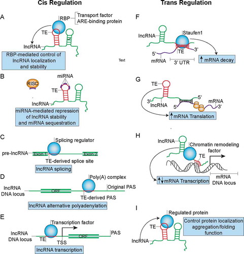 Figure 4. TE-mediated regulation of lncRNA metabolism and function in both cis and trans manners that can influence cancer development. (A) TEs can modulate lncRNA localization and stability by functioning as binding sites for RBP complexes. (B) TEs can function as miRNA binding sites on lncRNAs to control lncRNA stability and may sequester miRNAs from their active binding sites on other transcripts. (C) TEs may function as splice-sites that can be recognized by splicing regulators such as HNRNPC to regulate maturation of pre-lncRNAs. (D) TEs can from PAS to promote APA and formation of short lncRNA transcripts. (E) TEs promote formation of transcription factor binding sites to regulate lncRNA transcription. (F) TEs mediate lncRNA binding to mRNA through partial complementary base pairing in order to promote SMD. (G) TEs mediate antisense lncRNA’s ability to promote translation of sense mRNA. (H) TEs can also mediate lncRNA’s recruitment of chromatin remodelling factors to promoter regions of certain gene loci through formation of dsDNA-RNA triplexes in order to regulate mRNA transcription. (I) TEs embedded in lncRNA can direct RBP localization, aggregation/folding and function.