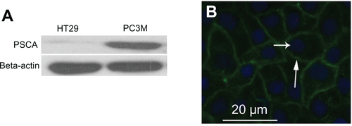 Figure S4 (A) The level of prostate stem cell antigen expression in HT29 and PC3M cells as determined by Western blot analysis. (B) Immunofluorescence images indicate that PC3M cells express prostate stem cell antigen on the cell membrane (blue, nucleus; green, prostate stem cell antigen).