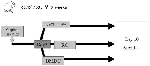 Figure 2. Experimental protocol.To rescue mice from cisplatin-induced acute kidney injury, 106 BMDC were injected on day 3 post cisplatin injection. Two control groups were used: one received 10Citation6 renal cells and the other received the same volume of normal saline. Survival was observed over 10 days, and then any survivors were sacrificed for organ study.