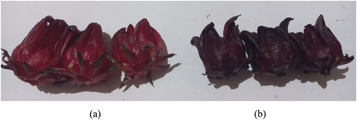 Figure 1. Red (a) and purple (b) of roselle flower.