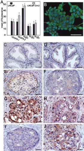 I CELL COMMUNICATION & ADHESION VOLUME 11, NUMBER 1. COLOR PLATE I. See J. Chen et al., Figure 1.