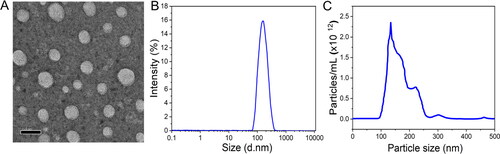 Figure 3. Nanoparticles morphological characterization. (a) TEM images of (TPGS-b-PCL@PTX) (termed as T-b-P@PTX). Scale bar 100 nm. (b) Particle size distribution of T-b-P@PTX by dynamic light scattering (DLS). (c) nanoparticle tracking analysis (NTA) analysis of T-b-P@PTX.