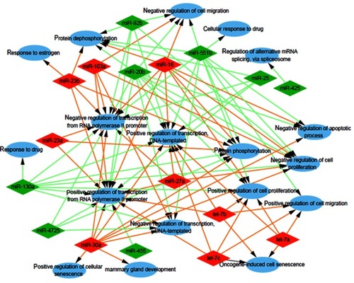 Figure 3 Analysis of biological processes. Gene Ontology (GO) enrichment analysis of biological processes of the target genes showed a functional network.