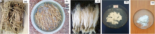 Figure 2. Jenfokie fiber water retted extraction process (a) Jenfokie plant, (b) internodes cut and water pre-retted Jenfokie stem (c) fiber (d) alkali treated fibers, and (e) bleached cellulose.