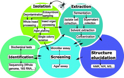 Figure 1. Graphical overview of the five main steps in the screening methodology of antimicrobial- producing insect symbionts. A popular method of identifying active insect symbionts and metabolites relies on microbial isolation and culturing, before performing an antimicrobial screening. In this traditional screening methodology, various key steps can be identified, indicated by the fields in various colours: isolation of insect symbionts, identification of isolates, fermentation and extraction, antimicrobial screening, and finally structure elucidation of active compounds. There is no fixed order when performing these steps, as indicated by the arrows.