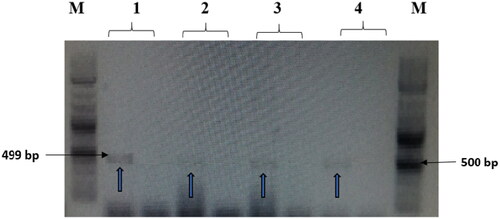 Figure 7. The amplified fragment of CTX-M1 gene with 499 bp, where M (DNA ladder =100 bp), 1 (Salmonella typhimurium ATCC 14028 untreated and treated cells), 2 (Pseudomonas aeruginosa ATCC 9027 untreated and treated cells), 3 (Klebsiella oxytoca ATCC 49131 untreated and treated cells), 4 (Streptococcus pyrogens ATCC 19615 untreated and treated cells) and arrows indicate gene in untreated bacteria whereas empty well indicates treated bacteria after challenge with Nk-lysin.