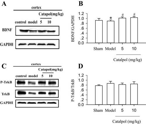 Figure 4 Catalpol enhanced neurogenesis and survival of new neurons through BDNF. BDNF (A), P-TrkB, and TrkB (C) protein expression in the rat brain cortex was detected using Western blot. The internal control was GAPDH. The experiments were repeated three times, and 6 rats were used in each group. Statistical bars shown are shown in (B) and (D). *p < 0.05 vs sham, #p < 0.01 vs model.