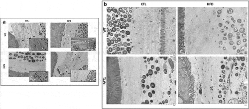 Figure 2. Omega-3 tissue enrichment protects fat-1 mice against HFD-induced structure changes of the colonic mucus layer.