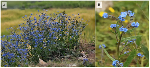 Figure 1. Plant morphological characteristics of Cynoglossum amabile. This species has densely spread pubescence. The photos of Cynoglossum amabile were taken by the authors in Yulong County, Yunnan Province, China (coordinates: 100°8′59.93″E, 26°46′8.02″N).