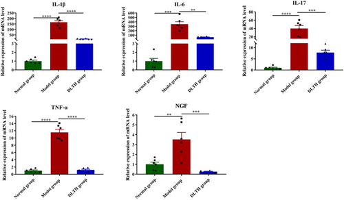 Figure 3 Effects of intra-articular DLTH on mRNA levels of pro-inflammatory mediators and NGF in synovium. All data were presented as a value relative to those in the normal group. Intra-articular DLTH dampens productions of IL-1β, IL-6, IL-17, TNF-α, NGF in synovial tissues. Values are represented as the mean±S.E.M. All analyses were performed after the rats were sacrificed. One-way analysis of variance (ANOVA) were performed. The significance between two groups indicated was presented as **P<0.01, ***P<0.001 and ****P<0.0001.