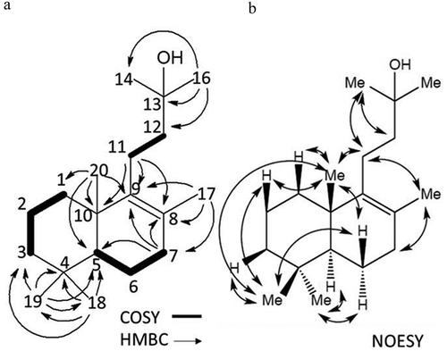 Figure 2. Structure of kujigamberol C (4) with COSY, HMBC, and NOESY correlations.