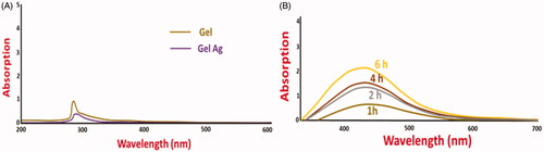 Figure 1. UV-vis spectra of gelatin and gelatin-AgNPs before (A) and after (B) irradiation of diffused sunlight.