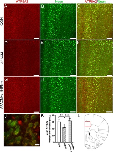 Figure 6. Immunofluorescence analyses indicated that IFN-γ mediated the decreased PFC ATP8A2 expression caused by maternal AFACM exposure. (a–i) Representative immunofluorescence staining for ATP8A2 (red)/NeuN (green) co-labelling in each group. (j) Representative high magnificent photos show ATP8A2/NeuN co-labeling in the PFC. Arrows indicates ATP8A2/NeuN co-labeling cells. (k) Statistical analysis results of the mean fluorescence intensity of ATP8A2 expression in different groups. (l) The red frame shows the area in the mouse brain atlas where is the area for observing the expression of ATP8A2. Data is expressed as mean ± standard deviation. One-way ANOVA, n = 6, **P < 0.01, ***P < 0.001. (A-I) Scale bar is 100 μm. (J) Scale bar is 20 μm. CON, control; AFACM, acceptable/tolerable daily intake of food additives and pesticides chemical mixtures.