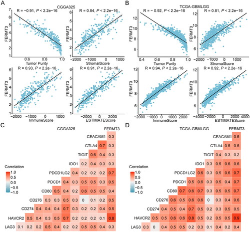 Figure 4. Correlation between FERMT3 and immune characteristics in glioma. (A,B) Correlation between FERMT3 expression and stromalScore, immuneScore, and ESTIMATEScore in CGGA325 and TCGA-GBMLGG. (C,D) Correlation between FERMT3 expression and immune checkpoint genes in CGGA325 and TCGA-GBMLGG.