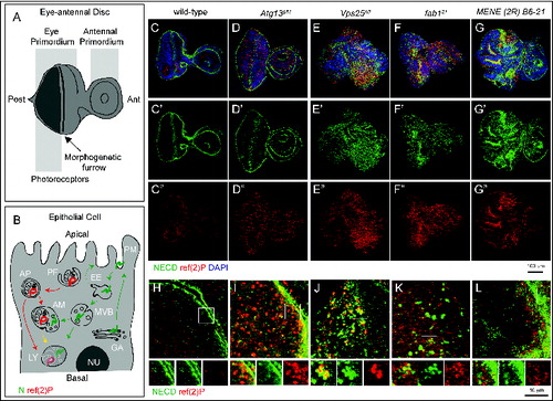 Figure 1. An assay to identify novel trafficking genes involved in autophagy. (A and B) Schematic view of subapical cross-section through a third-instar larval eye-antennal imaginal discs (A) and of an epithelial cell contained in it (B). B depicts the secretion and endocytic degradation routes followed by N, and the autophagic degradation routes highlighted by ref(2)P. AM, amphisome; Ant, anterior; AP, autophagosome; EE, early endosome; GA, Golgi apparatus; LY, lysosome; NU, Nucleus; PG, phagophore; PM, plasma membrane; Post, posterior. (C to G) WT and mutant discs of the indicated genotype immunostained to detect N, ref(2)p and nuclei. A′ to E″ show the N and ref(2)P channels, respectively. Compared to WT, discs mutant for the Atg13 display strong accumulation of ref(2)P, no N accumulation and normal organ morphology. In Vps25 and fab1 mutant discs N and ref(2)P accumulate, however only in Vps25 mutant discs disc morphology is aberrant. MENE (2R)-E B6 mutant discs display epithelial architecture defects, and strong ref(2)P and N accumulation. (H to L) High magnification of a cross-section of the anterior portion of mutant discs, as in C to G. Enlargements of the boxed area and its single channels are shown below each panel. Note the distinct patterns of accumulation of N, or ref(2)P, in the different mutants.