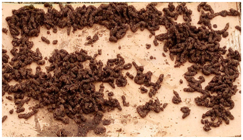 Figure 19. Pelletized manure using 6 mm mesh.