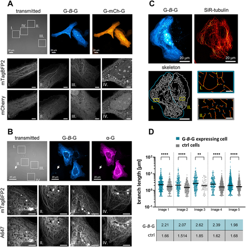 Figure 4 FPs appear sensitive to the MT environment, while G-B-G can alter microtubule network organization (A) Exemplary image of G-B-G and G-mCh-G expressing Huh KO cells. The bottom panels show magnifications of four selected ROIs. Scale bars = 5 µm (B) Exemplary image of G-B-G expressing cells fixed and immunostained with anti-GABARAP polyclonal primary antibody. Arrows indicates exemplary non-transfected control cell. The bottom panels show magnifications of four selected ROIs. Scalebars = 5 µm (C) Altered microtubule organization in G-B-G expressing Huh KO cells. Top images show exemplary G-B-G expressing cell and control cell, both stained with SiR-tubulin (Image 1). Bottom images show skeleton of SiR-tubulin stain in Image 1. The G-B-G expressing cell is marked in blue, the control cell in gray. Skeleton was thresholded and dilated for visualization purposes. Exemplary regions are marked in yellow and shown as magnified ROIs (Scale bar = 2 µm) from skeletonized image after tagging of endpoint (blue), junction (green) and slab (orange) pixels for each cell. (D) Quantification of branch length from 5 images (see Fig. S4D) each displaying a G-B-G expressing and control cell. **** P < 0.0001, ** P=0.0021, Mann-Whitney test. Individual branches are represented including medians, with values in table below the graph.