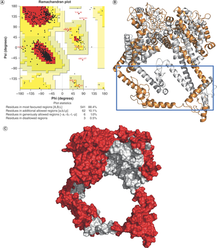 Figure 2. Equilibration of the designed multiepitope vaccine using molecular dynamics simulation. (A) Ramachandran plot of the molecular dynamics (MD) simulation equilibrated structure of the designed multiepitope vaccine (MEV). (B) Superimposed structures of MEV before (in gray) and after (orange) MD simulation equilibration. The structural changes that occurred during MD simulation are highlighted in a blue box. (C) The surface representation of the equilibrated structure of MEV showing discontinuous B-cell epitopes (in red).
