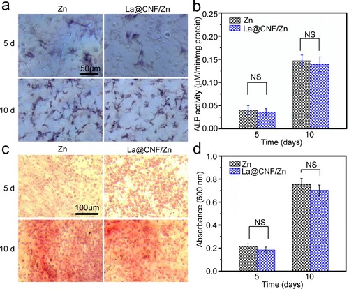 Figure 10. (a) ALP-staining images of cells, and (b) corresponding ALP activity; (c) alizarin red staining for 5 and 10 days, and (d) quantitative analysis of alizarin red staining; wherein calcium ions could be combined with alizarin red, appearing bright red; NS showed no significant difference.