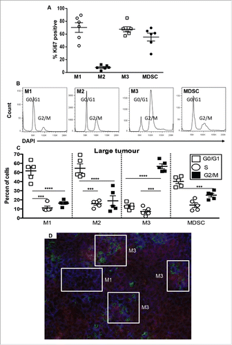Figure 5. M3 cells expand in tumors during disease progression. Tumor-associated cells were first stained for M1, M2, M3 and MDSCs as described for Fig. 4 and then stained with Ki67 or DAPI for cell cycle analysis (Figs. 5A and B, respectively). Data from AE17-tumor-bearing mice (n = 5–6/group) show the proportions of M1, M2, M3 cells and MDSCs that were in G2 mitosis phase (Figs. 5B and C). Data is shown with each point representing an individual mouse, the line shows the mean ± SEM; ***p < 0.001, ****p < 0.0001. Immunofluorescence on large frozen AE17 mesothelioma tumor sections (n = 3) stained with F4/80 (red), CX3CR1 (green) and Ly6C (blue) revealed micro-niches of M1 and M3 cells (Fig. 5D). Exposure times were determined by comparing each fluorescence stain to the relevant isotype control; a representative photograph is shown, magnification 200×.