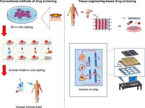 Figure 6 Conventional vs 3D microfluidics-based drug screening model for cardiotoxicity testing.Abbreviation: 3D, three-dimensional.