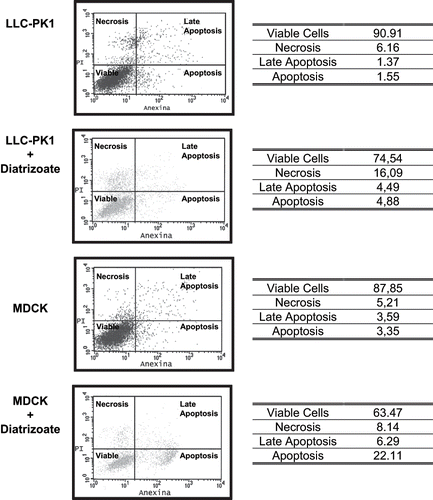 Figure 3. Necrosis and apoptosis assessment by annexin V and propidium iodide in LLC-PK1 cells exposed to hypoxia only; LLC-PK1 cells exposed to hypoxia and diatrizoate (6%); MDCK cells exposed to hypoxia only; MDCK cells exposed to hypoxia and diatrizoate (6%). Briefly, cells were treated with diatrizoate (6%, 22 mg of iodine per mL) for 24 hours. Additionally, exposure to hypoxia was performed to both cell lines by injecting a gaseous mixture of 95% of nitrogen and 5% of carbon dioxide during 20 minutes and maintaining for 24 hours, concomitantly to the diatrizoate exposure. After this period, cells were detached from culture flasks, counted (1 × 105 cells), collected by centrifugation in annexin buffer solution, and stained with annexin V-FITC (10 μL) and PI (4 μL). Analysis of the labeled cells was performed by a flow cytometer. Data are expressed in percentage of annexin V-FITC- and PI-labeled cells. The results represent at least four independent assays.