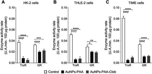 Figure 7 Thioredoxin reductase and glutathione reductase activity in the HK-2 cells (A), THLE-2 cells (B) and TIME cells (C) after exposure to AuNPs-PAA or AuNPs-PAA-Ctxb. TIME cells were exposed to 3.0 µg Au/mL, THLE-2 and HK-2 cells were exposed to 5.0 µg Au/mL of AuNPs-PAA or AuNPs-PAA-Ctxb for 12 h. The enzyme activity rate per minute was measured by the increase in absorbance at 405 nm for GR and at 412 nm for TrxR. The results are expressed as mean enzyme activity rate per minute per 100 µg of protein ± SE and are obtained from at least three independent experiments with a minimum of two replicates per condition. Significant difference in enzyme activity rate compared to the unexposed control was calculated by a Student’s t-test (*p<0.05, **p<0.01, ***p<0.001 ****p<0.0001).Abbreviations: AuNPs-PAA, polyallylamine-coated gold nanoparticles; Ctxb, Cetuximab; GR, Glutathione reductase; HK-2, human kidney cells; SE, standard error; THLE-2, human liver cells; TIME, human telomerase immortalized microvascular endothelial cells; TrxR, Thioredoxin reductase.