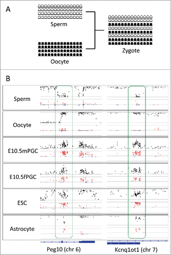 Figure 3. D in known imprinting loci. (A) Schematic representation of allele constitutions at paternally imprinted loci for sperms, oocytes, and zygotes. Alleles in sperms and in oocytes are fully unmethylated and methylated, respectively. Alleles in zygotes are a mixture of unmethylated and methylated. (B) Plots of methylation levels (black) and D (red for positive and blue for negative values) at paternally imprinted loci (Peg10 and Kcnq1ot1) in sperms, oocytes, male and female primordial germ cells (embryonic day 10.5), embryonic stem cells, and astrocytes. While D is close to zero in sperms and oocytes, D becomes positive in primordial germ cells, embryonic stem cells, and astrocytes at imprinting loci. Located at the bottom is the track for gene annotation.