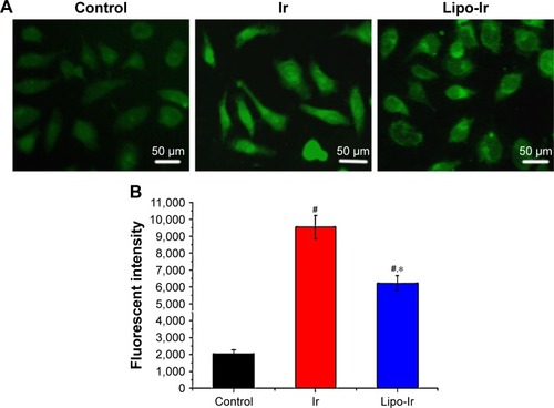 Figure 6 Determination of the levels of Cai2+ in A549 cells using Fluo-3 AM as fluorescent probe.Notes: (A) The Cai2+ was monitored after being treated with 3 μM Ir and equivalent Lipo-Ir for 24 h. The magnification for the figure is 200×. (B) Quantitative results of the fluorescent intensity of Fluo-3. Results are displayed as mean ± SD (n=3). *P<0.05 compared with Ir. #P<0.05 compared with the blank control.Abbreviations: Ir, iridium; Lipo-Ir, Ir-loaded PEGylated liposomes; PEG, polyethylene glycol.