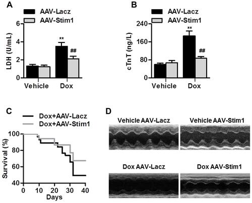 Figure 3 Stim1 overexpression attenuates Dox-induced cardiotoxicity. (A and B) Mice were infected with AAV-Lacz or AAV-Stim1, and then infused with Dox (15 mg/kg of body weight) with an osmotic pump for 14 days. Serum LDH (A) and cTnT (B) concentration was examined. n=13/group. **P<0.01 vs vehicle+AAV-Lacz; ##P<0.01 vs Dox+AAV-Lacz. (C) Survival curves were recorded until day 40 after Dox treatment. n=20/group. (D) Echocardiographic analysis of heart function and representative photographs were shown. n=12/group.