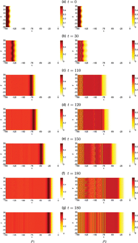 Figure 7. 2D pattern emerging from the go-or-grow travelling wave in rectangular geometry. We present the spatio-temporal evolution of the motile population ρ1 (left column) and proliferating population ρ2 (right column) evolving over a 2D rectangular domain. The density level is given by the colour bar to the right of each figure. The initial condition is given by Equations (Equation13) and shown in (a). Plots (b)–(f) show the dynamics of the initially perturbed front at several later times. For direct comparison with (f), plot (g) shows the solution at time t=180 obtained by using the unperturbed front (i.e. no transverse perturbation in Equation (Equation13)) as the initial condition.