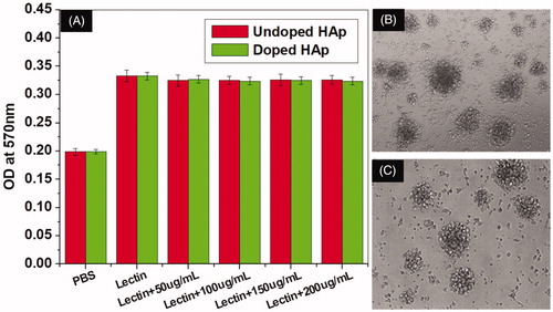 Figure 11. (A) Immunosuppression studied by cell viability analysis on mononuclear cells exposed to mixture of lectins + nHAp/D-nHAp samples. Optical microscopic images of mononuclear cells treated with (B) 100 µg/mL of D-nHAp + lectins and (C) lectins. The data indicate that nHAp/DnHAp do not interfere with proliferation of mononuclear cells activated by lectins. nHAp: hydroxyapatite nanoparticle; D-nHAp: doped nHAp.