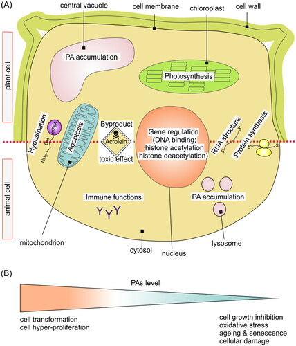 Figure 2. Polyamines and cell biology. (A) The upper part of the figure shows a schematic plant cell, and the lower part shows an animal cell. Polyamines regulate gene expression at the transcriptional level (DNA binding, histone deacetylation/acetylation) and at the translational level by affecting RNA structure and protein synthesis. Acrolein, which is a by-product of PA catabolism, is a toxic molecule that can cause inhibition of photosynthesis and increase in early stages of cell death, suggesting that it takes part in initiation of PCD. Acrolein targets proteins, specifically mitochondrial proteins, causing apoptosis-like cell death. Another by-product of PA catabolism is hypusine – a compound essential for eIF5A activity, and absolutely vital for survival of the cell. Polyamines in the plant cell accumulate in the vacuole, and in the animal cell in lysosomes. In the plant cell, inhibition of PA catabolic enzyme activities drastically slows down the senescence-associated chlorophyll loss. In the animal cell, polyamines also have anti-aging effects and immune functions. (B) Imbalance in the homeostasis of PA levels in the cell can lead to many disorders at both the cellular and organismal level. Increased biosynthesis of PAs and overaccumulation of PAs lead to cell transformation and hyper-proliferation. On the other hand, increased PA catabolism and consequently low levels of polyamines increase oxidative stress, which leads to senescence, aging, and cellular damage.