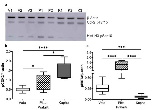 Figure 2. Cell cycle marker proteins in Prakriti-specific LCLs. (a) Western blot (representative) for CDK2 pTyr15 (G2/S marker), histone H3 pSer10 (mitosis marker), and β-actin (loading control) at 24 hours of growth. (b) Western Blot quantitation showing a significant difference in CDK2 pTyr15 (G2/S marker) between Prakriti. (c) hHistone H3 pSer10 (mitosis marker) levels significantly differ between Prakriti [N = 3 (Vata and Kapha) and N = 2 (Pitta), n = 3, error bars denote ±SEM, unpaired t-test ****p < 0.00001, ***p < 0.0001, *p < 0.05]