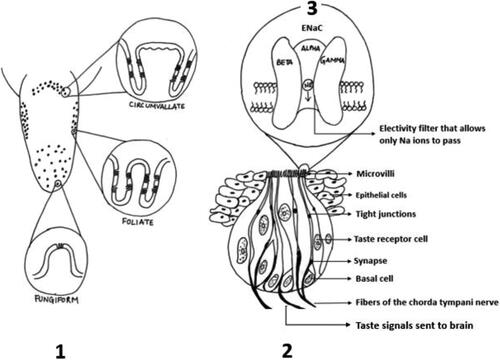 Figure 1. Depiction of tongue and taste buds in rats: (1) taste receptor cells within the papillae on the tongue and cross section of three types of papillae- circumvallate, foliate, fungiform. (2) Cross section of a taste bud with its components. (3) Cross section of ENaC channel present on the taste bud. Rats have 3 ENaC subunits, while in humans there is an additional ENaC-δ subunit present (adapted from McCaughey Citation2019; McCaughey and Scott Citation1998).