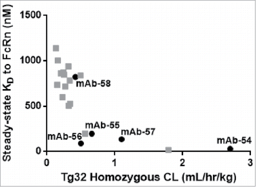 Figure 13. In vitro affinity to FcRn correlates with in vivo CL of IgG molecules. Plotting the hFcRn Tg32 homozygous CL vs. the steady-state KD for the set of five IgG molecules from panel 6 that vary by 1–3 amino acid residues in CDRs only (mAb-54–58, in black) and twenty-one additional IgG molecules (gray) demonstrated a correlation between in vitro affinity to FcRn and in vivo CL (r =−0.79).