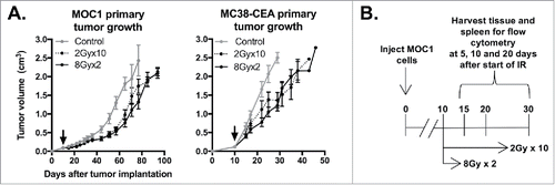 Figure 1. 8Gyx2 and 2Gyx10 IR alone results in similar degrees of primary tumor control. A, 5 × 106 MOC1 or 1 × 105 MC38-CEA cells were injected subq into the legs of WT B6 mice (n = 10 mice/group), allowed to engraft, and treated with IR starting day 10 (black arrow). Primary tumor growth was measured 2–3/week. Shown are results from one of three independent experiments, each with similar results. B, schema for acquisition of primary tumor and spleens for immune correlative analysis.