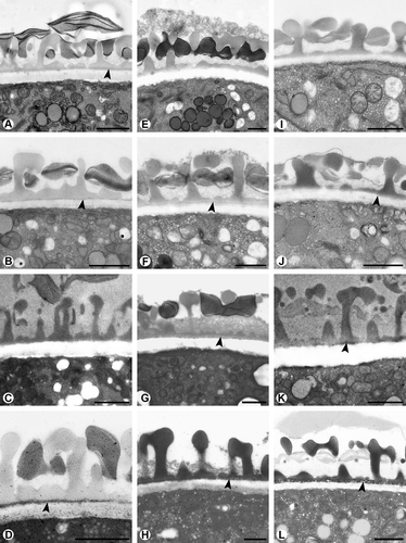 Figure 3. Cross-sections of pollen walls of three Lamiaceae species stained with different methods. Endexine spongy, continuous. A–D. Melissa officinalis: A. Endexine (arrowhead) not clearly visible with modified Thiéry-test; B. Endexine (arrowhead) electron-dense with U + Pb; C. Endexine not visible with TCH + SP (lipid test); D. Endexine (arrowhead) electron-dense with KMnO4. E–H. Mentha aquatica: E. Endexine not visible with modified Thiéry-test; F. Endexine electron-dense with U + Pb; G. Endexine (arrowhead) electron-dense with TCH + SP (lipid test); H. Endexine clearly visible, electron-dense with KMnO4 staining (arrowhead). I–L. Thymus odoratissimus: I. Endexine not visible with modified Thiéry-test; J. Endexine (arrowhead) not clearly visible with U + Pb; K. Endexine (arrowhead) only partially visible with TCH + SP (lipid test); L. Endexine (arrowhead) electron-dense with KMnO4. Scale bars – 1 μm.