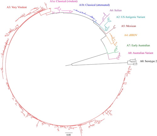 Figure 1. Concise circular phylogenetic tree of segment A of 463 strains of IBDV based on VP2 hypervariable region sequences (nt 785–1150). The tree was generated by the use of a maximum likelihood (ML) tree method and ultrafast bootstrapping with 1000 replicates with the IQ-Tree software (Nguyen et al., Citation2015; Hoang et al., Citation2018). ModelFinder embedded in the IQ-Tree (Kalyaanamoorthy et al., Citation2017) was used to select the best fitted substitution model according to the Bayesian Information Criterion (SYM + I+G4). The tree was visualized in FigTree. The tree is drawn to scale and genotypic information is shown next to the tree. There were 366 positions in total in the final dataset. (Name and GenBank accession number of the strains is provided in the Supplementary Figure S1).