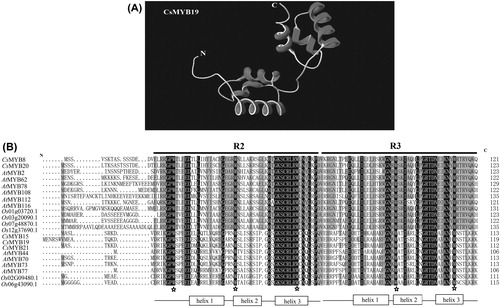 Figure 1. Multiple-sequence alignment of five CsMYB transcription factors from C. sinensis with A. thaliana and O. sativa. The 3D structure model of the CsMYB19 protein (A) and conserved domains of the five predicted CsMYB proteins from subgroups 20 and 22 (B).