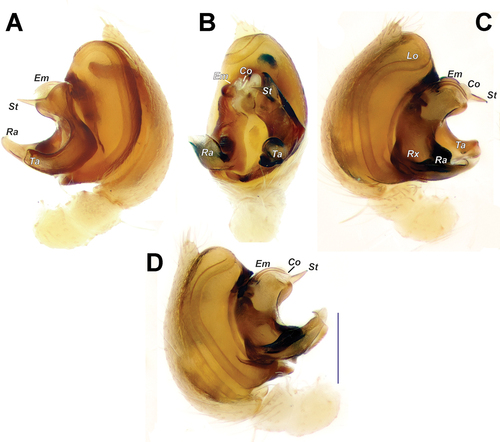 Figure 7. Male palp of Oecobius zagros sp. n. (A) retrolateral; (B) ventral; (C), (D) prolateral, slightly different angles. Scale bar = 0.2 mm. Abbreviations: Co – ‘conductor’, Em – embolus, Lo – loop of sperm duct, Ra – radical apophysis, Rx – radix, St – subterminal apophysis, Ta – terminal apophysis.