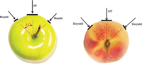FIGURE 3 Bioyield and MT firmness measurement locations at the equator of an apple (left) and of a peach (right).