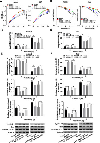 Figure 6 MiR-515-5p mimic reversed PIK3CA-mediated impacts on proliferation, apoptosis and radioresistance in NPC cells. (A) CCK8 assay was utilized to check proliferation of NPC cells transfected with PIK3CA, PIK3CA + miR-515-5p or the matched controls. (B) Colony formation assay was hired to analyze the survival fractions of NPC cells under different irradiation doses (0, 2, 4, 6 and 8 Gy). (C and D) Flow cytometry assay was utilized to analyze apoptosis of transfected NPC cells under different irradiation doses (0 and 8 Gy). (E and F) The protein levels of Cyclin D1, Bax and Cleaved-casp-3 in transfected NPC cells under different irradiation doses (0 and 8 Gy) were detected by Western blot. *P < 0.05.