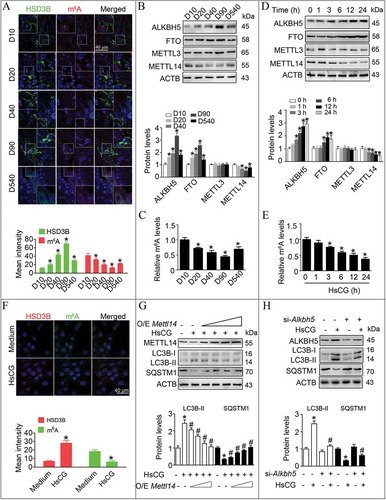 Figure 4. The m6A mRNA methylation regulates AMPK activity in Leydig cells (LCs). (A) m6A levels in LCs were assessed by immunofluorescence staining. Fluorescence intensity was presented as means ± SEM (n = 3). *P < 0.05 vs. post-natal day 10 (D10) group. (B) Protein levels of m6A regulatory enzymes in LCs at various developmental stages were examined by western blotting and quantitatively analyzed. Data were presented as means ± SEM (n = 3). *P < 0.05 vs. D10 group. (C) Relative m6A levels were measured by ELISA-based m6A quantitative analyses. *P < 0.05 vs. D10 group. TM3 cells were treated with HsCG for indicated times. (D) The expression of m6A regulatory enzymes were examined by western blotting and quantitatively analyzed. *P < 0.05 vs. the control cells. (E) Relative m6A levels were measured by ELISA-based m6A quantitative analyses. *P < 0.05 vs. the control cells. (F) The expression of both HSD3B and m6A levels in LCs at 6 h was examined by immunofluorescence staining. Fluorescence intensity was presented as means ± SEM (n = 3). *P < 0.05 vs. the control cells. (G) TM3 cells were transfected with increasing doses of pcDNA3.1-Mettl14 vector (O/E Mettl14; O/E, overexpression) for 36 h followed by HsCG treatment for 6 h. The cell extracts were subjected to western blotting and quantitative analysis. Data are presented as the means ± SEM (n = 3). *P < 0.05 vs. the control cells; #P < 0.05 vs. the HsCG-treated cells. (H) TM3 cells were transfected with siRNA targeting Alkbh5 (si-Alkbh5) and cultured for 36 h followed by HsCG treatment for 6 h. The cell extracts were subjected to western blotting and quantitative analysis. Data are presented as means ± SEM (n = 3). *P < 0.05 vs. the control cells; #P < 0.05 vs. the HsCG-treated cells