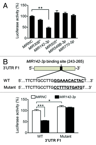 Figure 4.MIR142-3p targets the ATG16L1 3′UTR. (A) HCT116 cells were cotransfected with the F1 vector (200 ng/ml) and a miRNA mimic (10 nM), and luciferase reporter assays were performed 48 h after transfection. The data are expressed as the mean ± SEM (n = 4). **P < 0.01 vs the MIRNC. (B) To validate the predicted MIR142-3p binding sequence in the ATG16L1 3′UTR, 11 nucleotides at position 254 to 264 in the truncated F1 vector were substituted. (C) HCT116 cells were cotransfected with the WT or mutated F1 (200 ng/ml) vector and the MIR142-3p mimic or MIRNC (10 nM). At 48 h post-transfection, dual luciferase activities were determined. The data are expressed as the mean ± SEM (n = 4). *P < 0.05 and ***P < 0.001 vs the MIRNC.