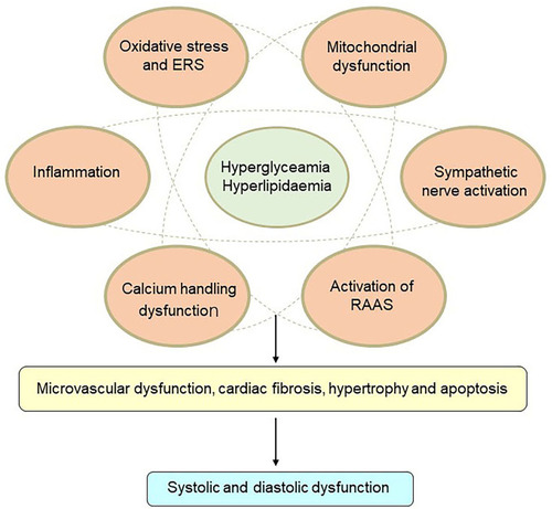 Figure 1 Mechanisms of diabetic cardiomyopathy. Hyperglycemia and hyperlipidemia induce metabolic changes in the heart that cause mitochondrial dysfunction, oxidative stress, inflammation, and endoplasmic reticulum (ER) stress in cardiomyocytes. Oxidative stress, ER stress, and inflammation can trigger the renin–angiotensin–aldosterone system (RAAS), enhance cardiac sympathetic nerve activity, and calcium-handling dysfunction. These changes mediate cardiac hypertrophy, apoptosis, fibrosis, and microvascular dysfunction, resulting in diastolic and systolic dysfunction.